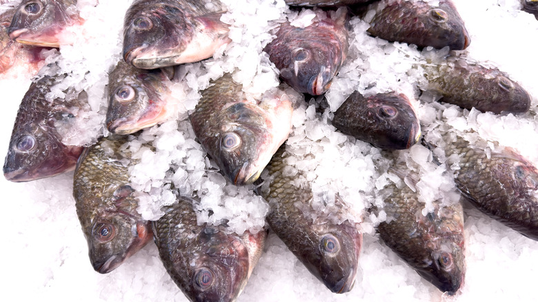 Whole tilapia sticking out of ice