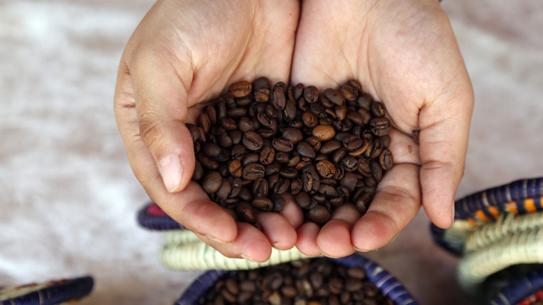 hands holding Yemen coffee beans