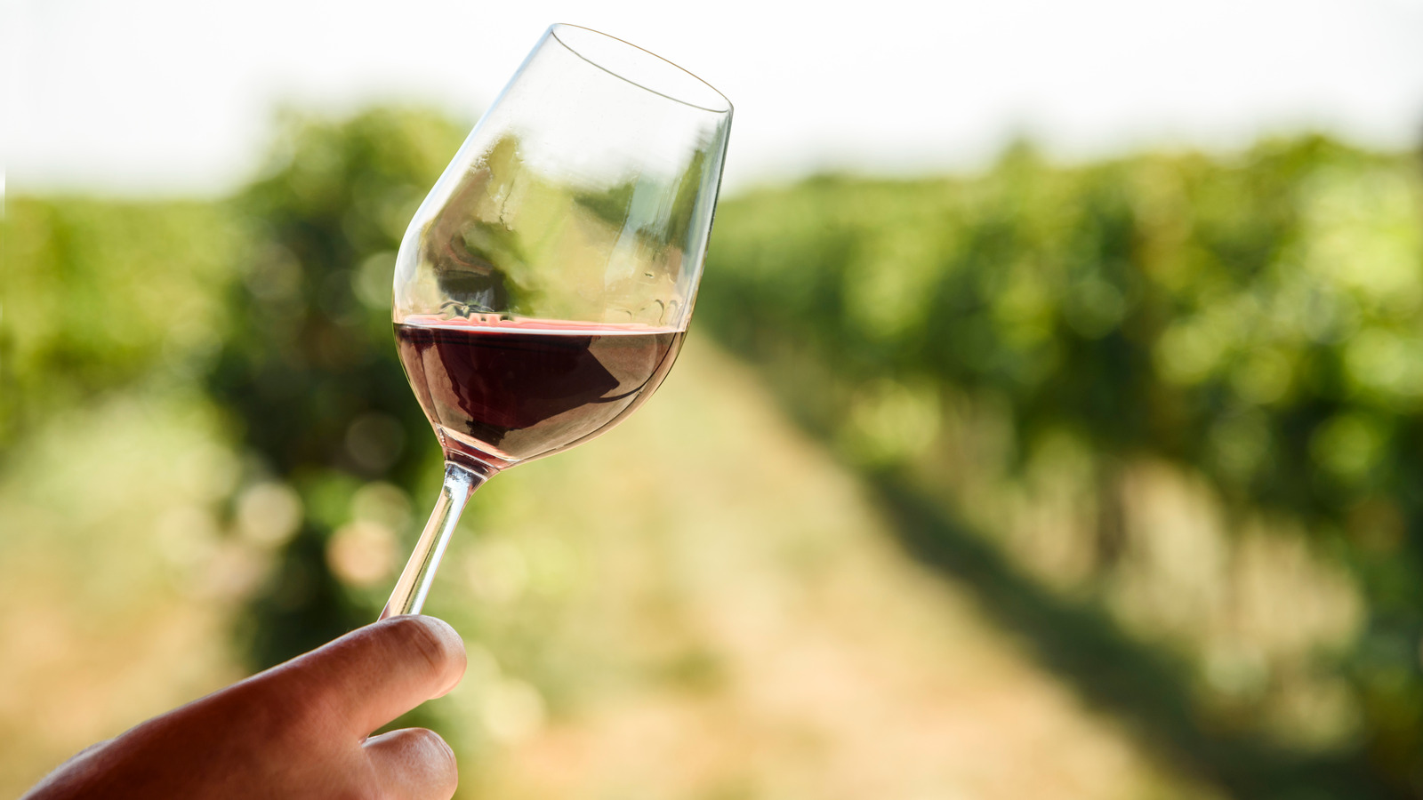 What Percentage Of Grapes Grown In The US Are Turned Into Wine?