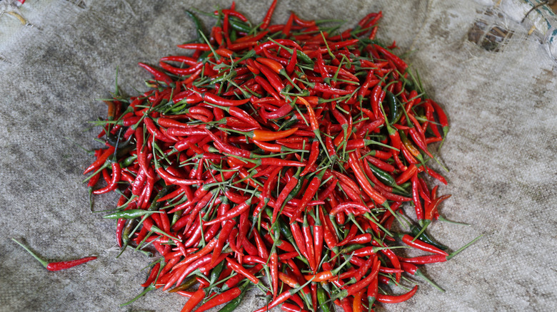 Fresh Thai chilies on  plastic sack