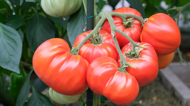 A cluster of ripe red tomatoes on the vine
