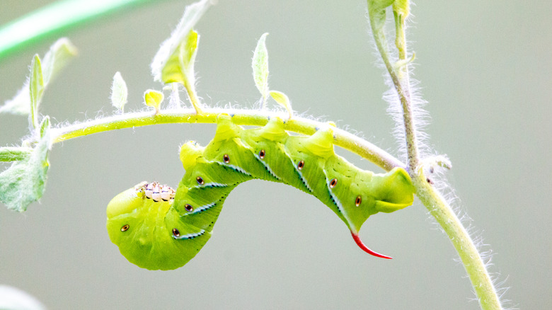 Tomato hornworm hanging from the underside of a plant