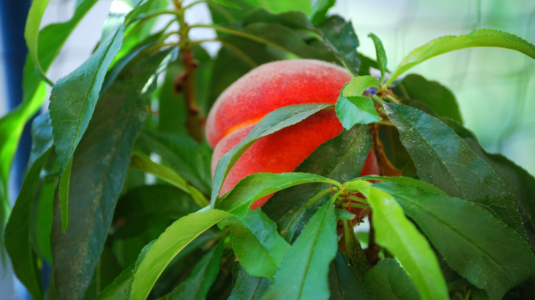 Fruit on dwarf peach tree