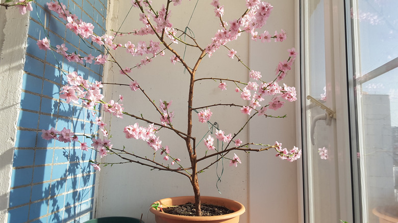 peach tree indoors near window