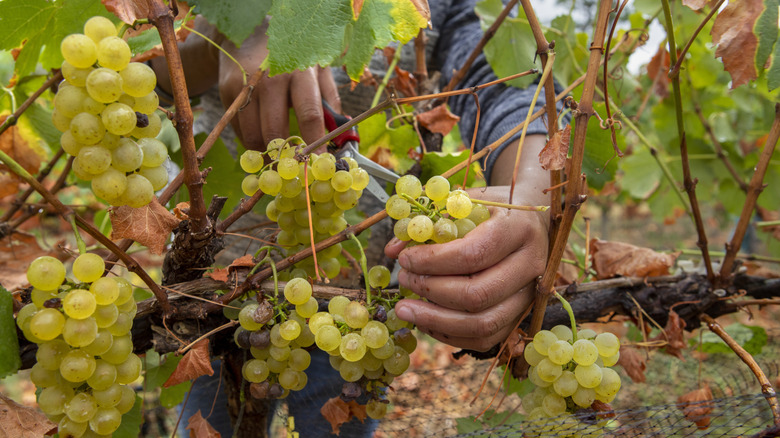 Farm worker harvesting chardonnay grapes