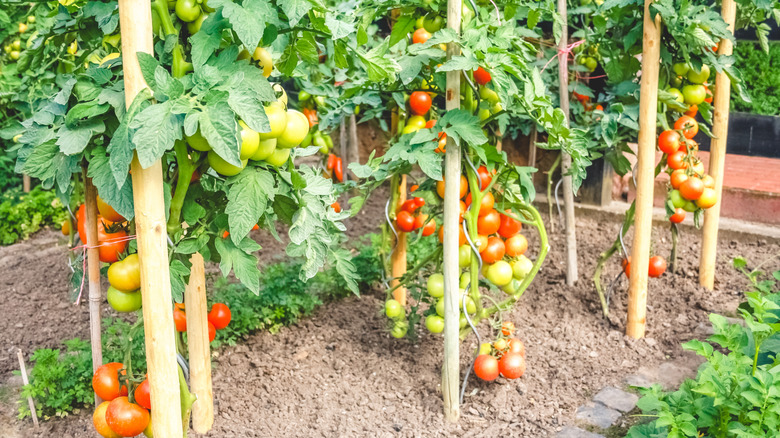 healthy tomato plants in the garden
