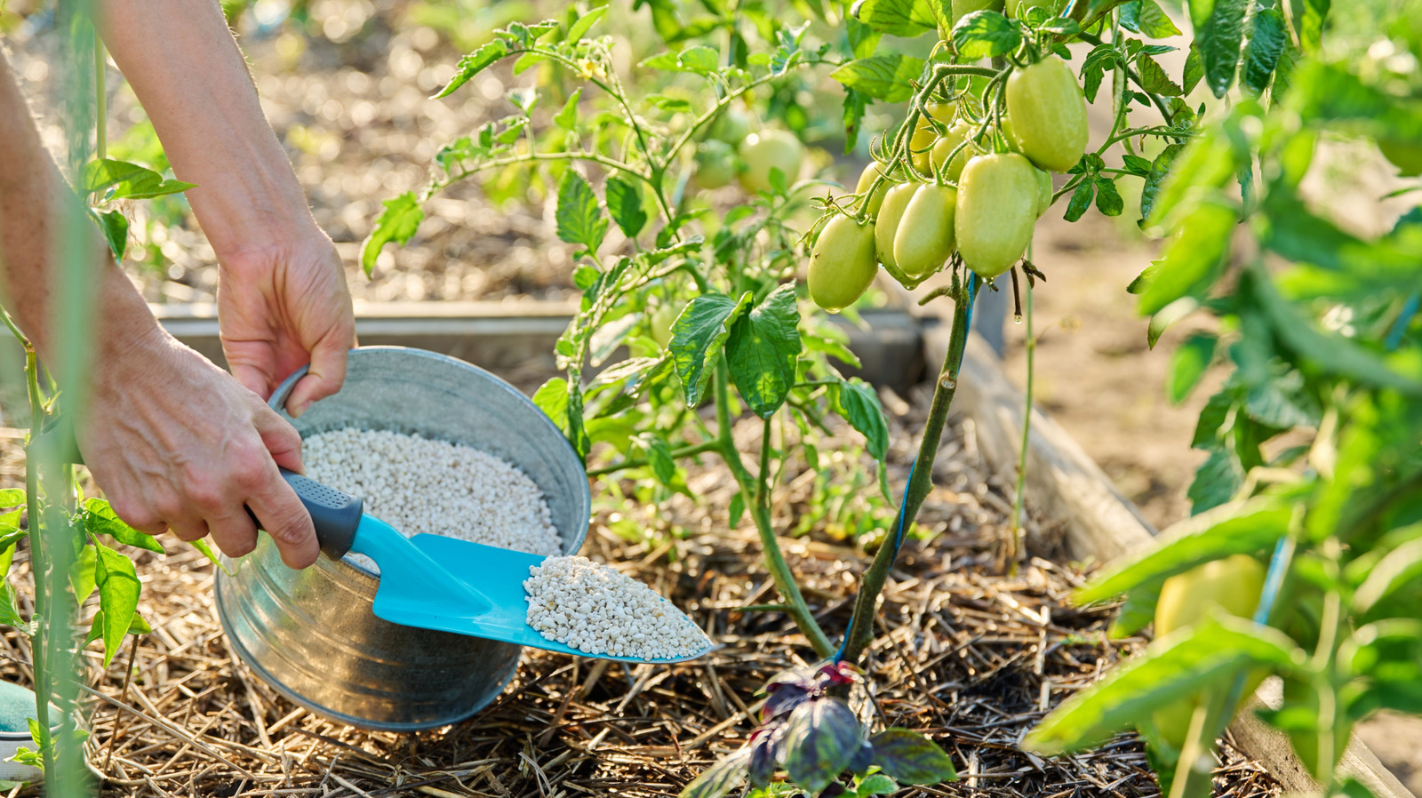 What Too Much Fertilizer Does To Vegetable Gardens, And How To Fix It