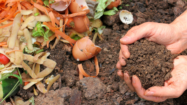 Compost from food waste
