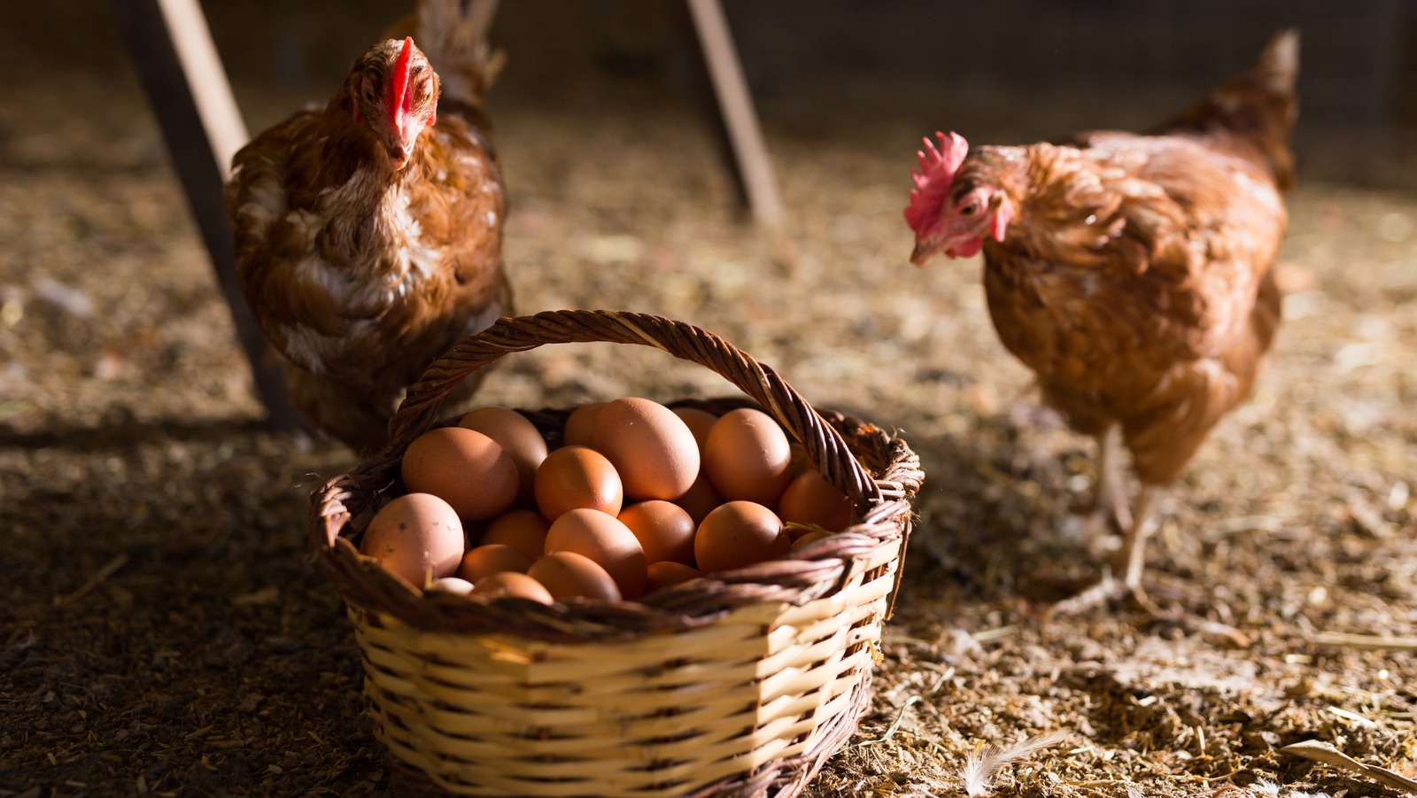 Cuanto cuestan las gallinas ponedora