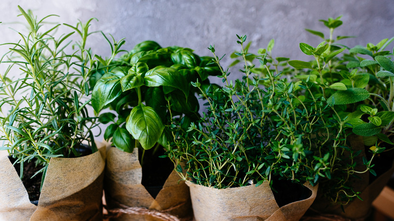 pots with different kinds of fresh herbs