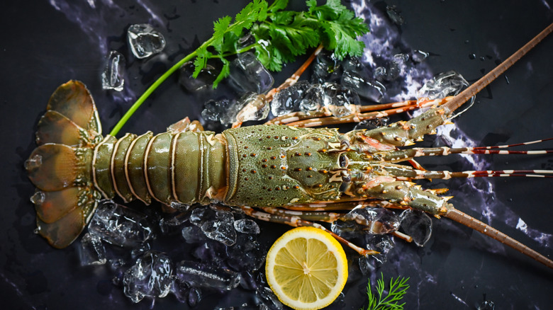 rock lobster on ice with lemon and fresh herbs