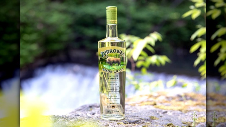 A bottle of Zubrówka vodka