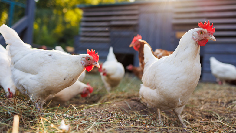 Group of chickens on farm.
