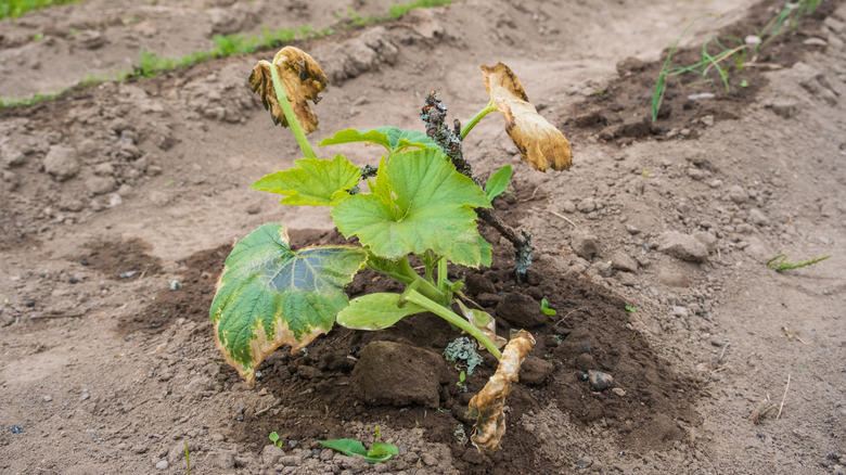 Dying Zucchini Plant