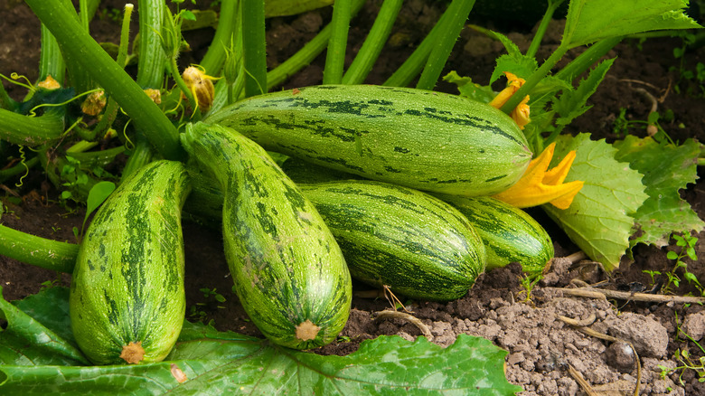 Zucchini Plant with several zuccini growing