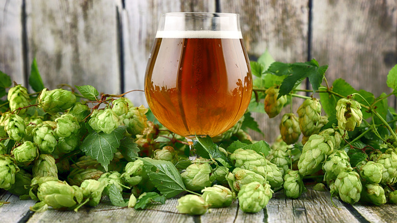 Tulip glass of beer surrounded by hops