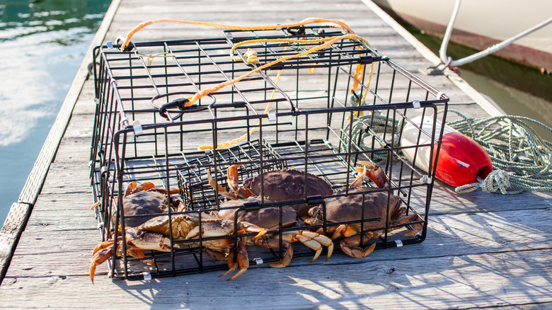 Crab trap full of Dungeness crabs sitting on a dock