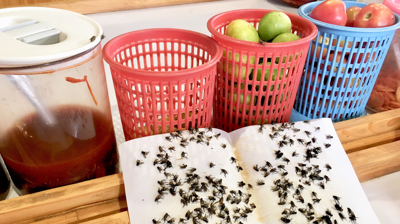 Fruit flies stuck on paper with baskets of fruit nearby