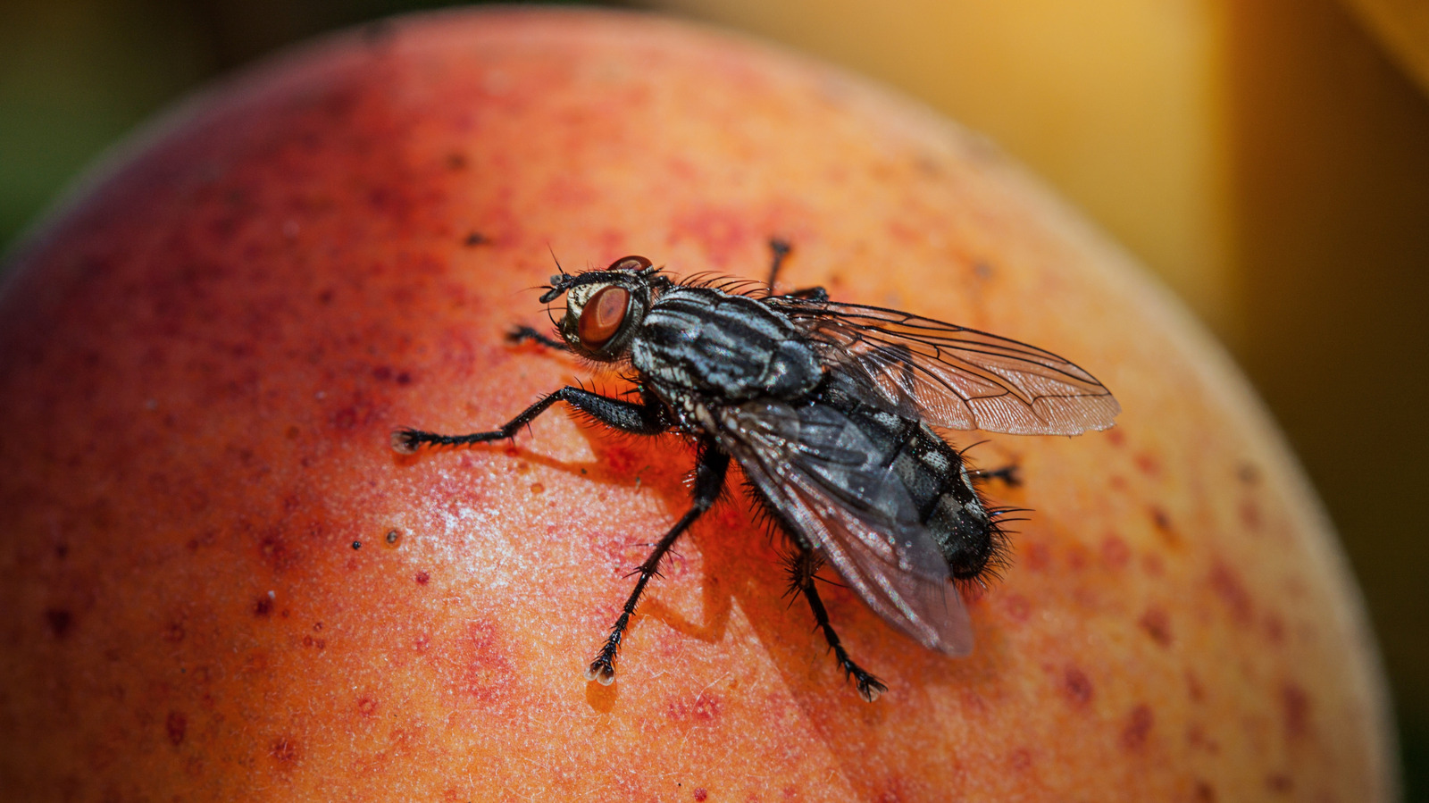 When It's Safe Vs Unsafe To Eat The Fruit Those Pesky Fruit Flies Have Been Landing On