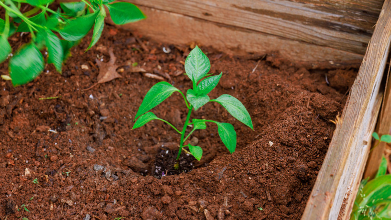 A small pepper plant in a fresh soil bed
