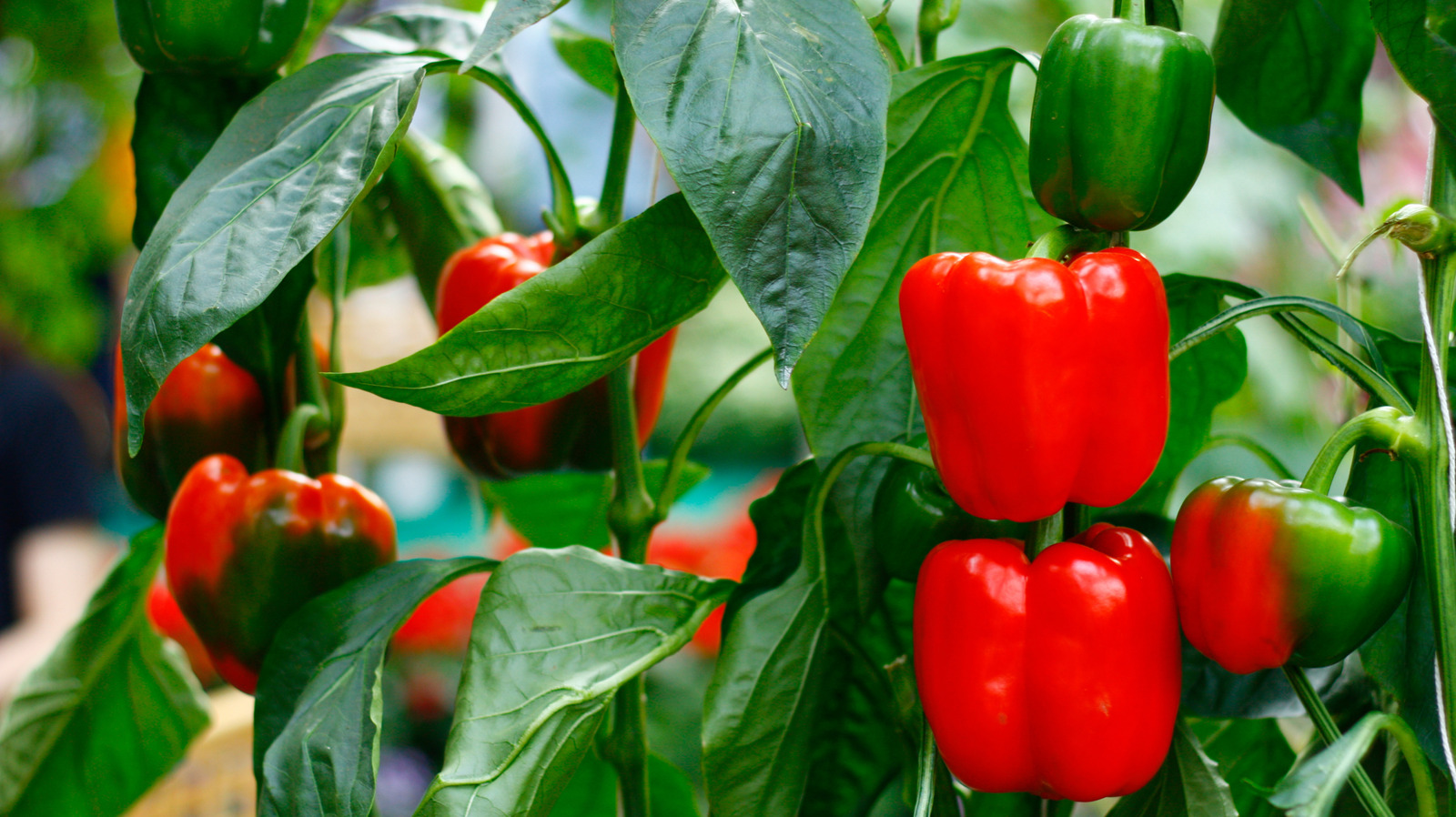 When To Plant Peppers For The Biggest Harvest: It Depends On Your Zip Code - Tasting Table
