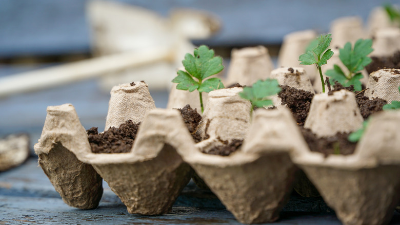 A side view of an egg carton. Cups are filled with soil and some small plants have sprouted from them