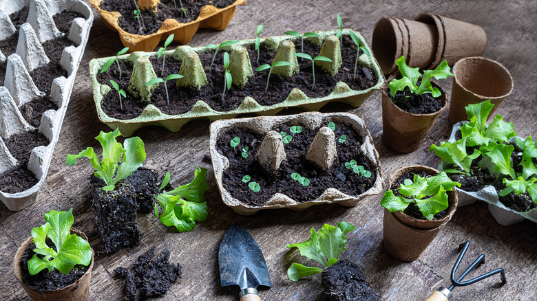 A tabletop covered with egg trays and small biodegradable cups being used to grow seedlings