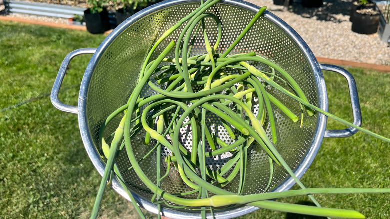 Harvesting garlic scapes