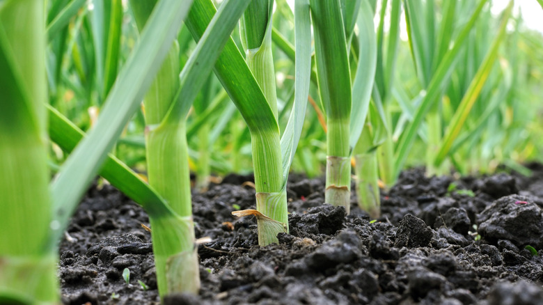 Organically cultivated garlic plantation in the vegetable garden