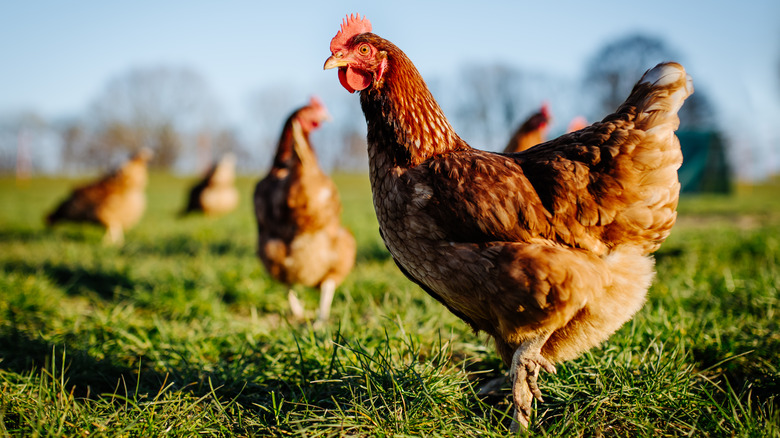 Chickens scattered on a green pasture on a sunny day