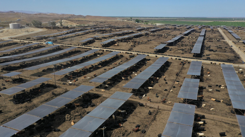 Harris Ranch feed pens
