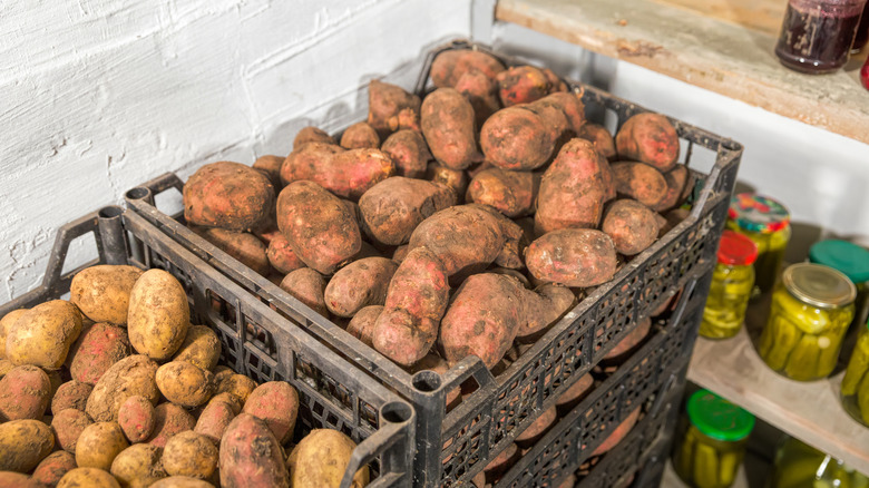 Red potatoes in a storage bin in a cellar