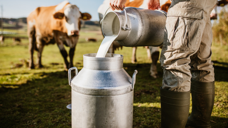 Farmer pouring milk into a container with cows in the background
