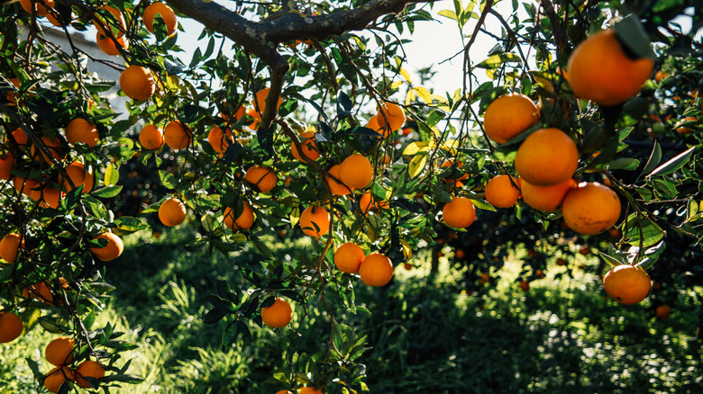 orange trees with sunshine and lots of fruit