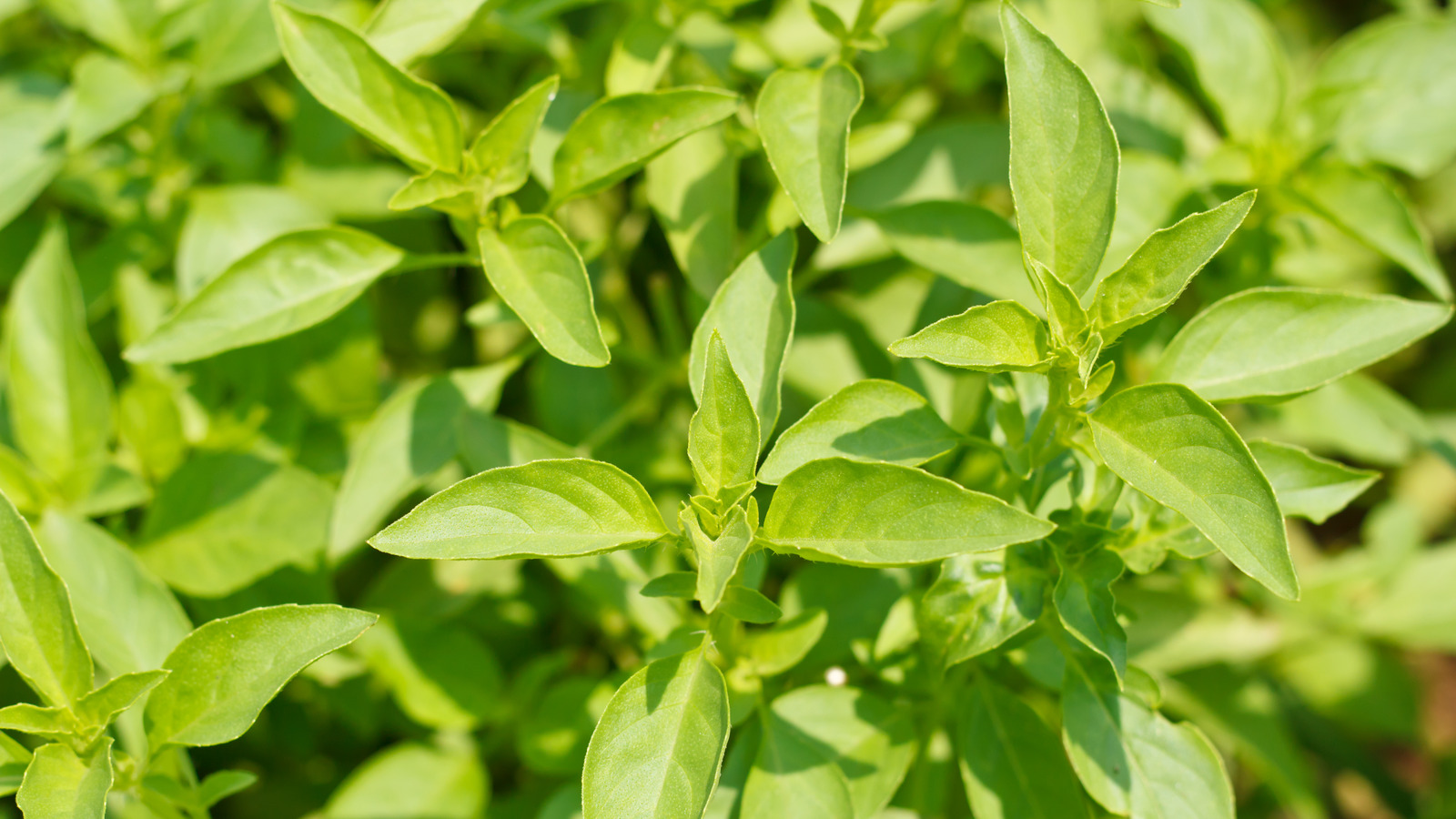 Where To Buy Fresh Lemon Basil In The US