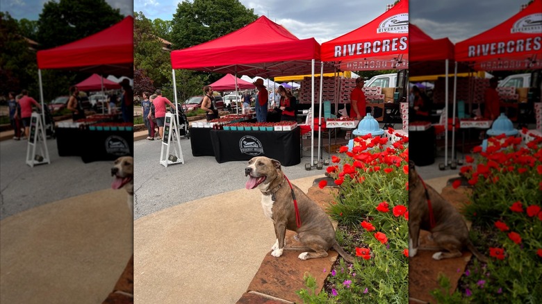 Dog sitting on stone wall in front of strawberry stall