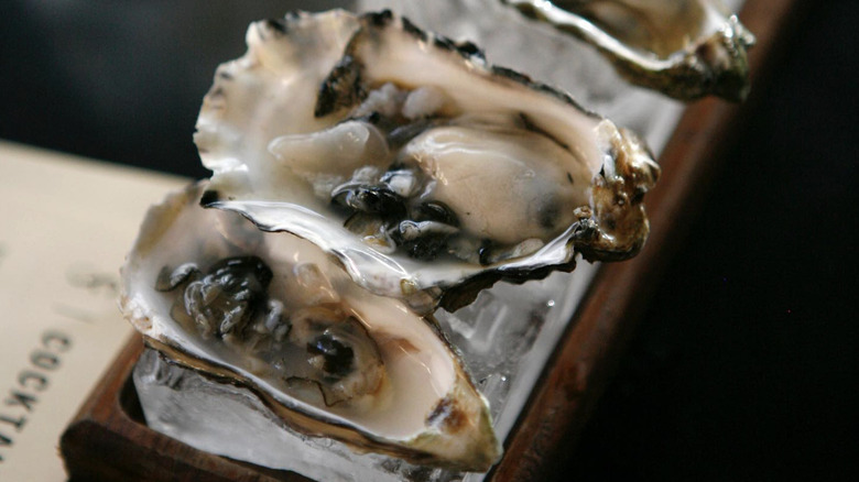 Raw oysters on a tray of ice in Seattle