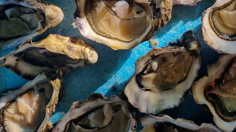 Oysters set on a blue background