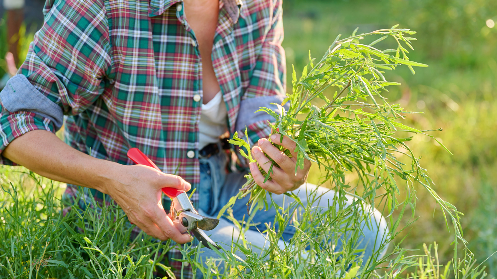Where To Plant Arugula So It Thrives All Season - Tasting Table