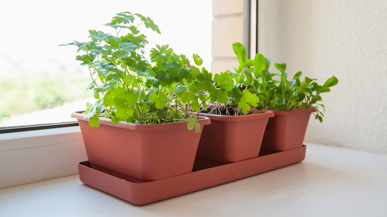 Arugula, parsley, and basil growing in a windowsill planter