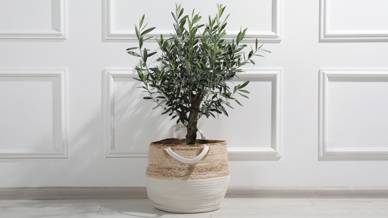 branch of an olive tree with water dripping off of two olives