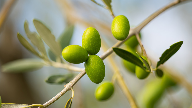 close view of olives on tree