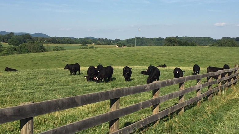 Cattle on Senterfitt Farms