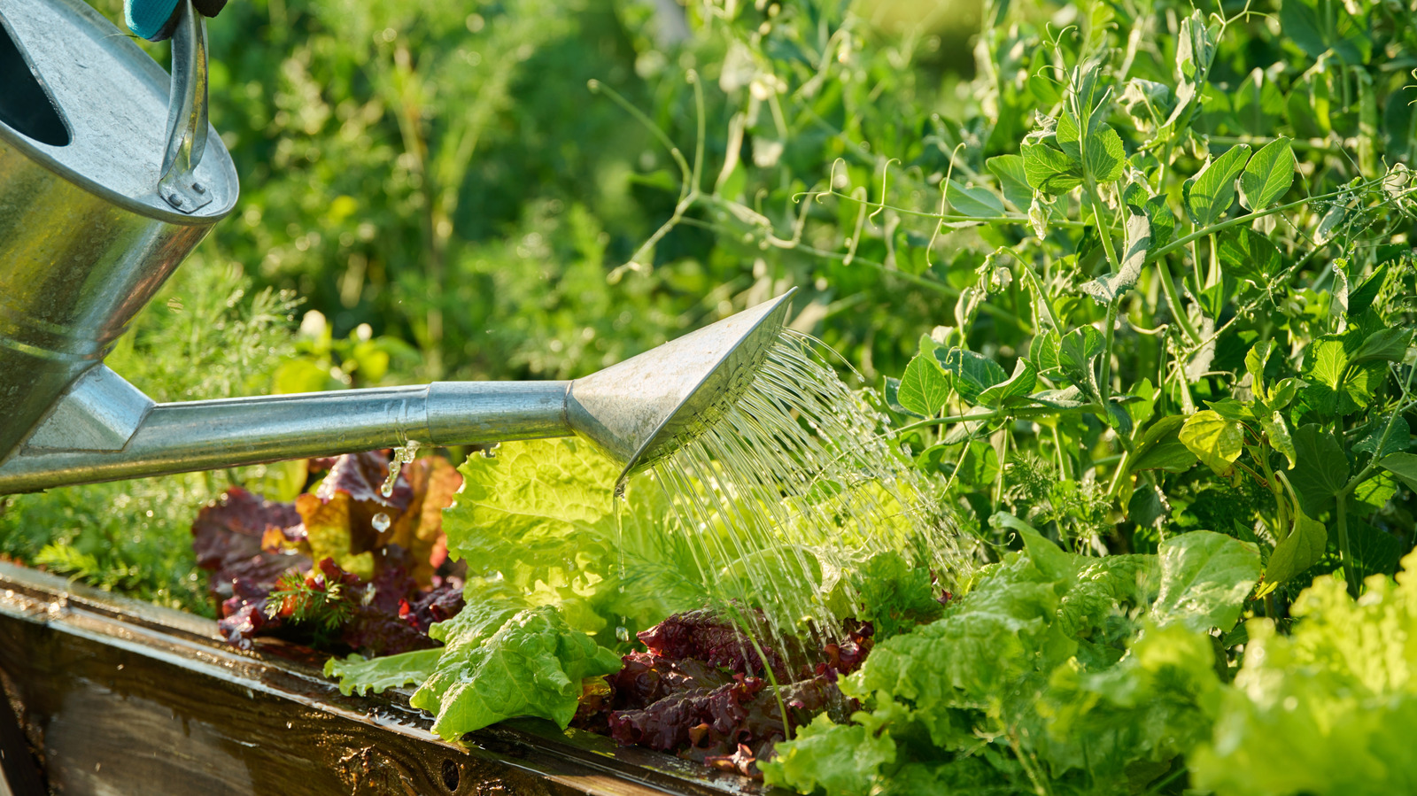 Which Types Of Lettuce Are Generally Considered The Safest?