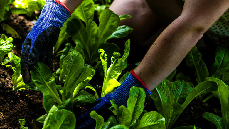 A gardener wearing blue gloves tends to fresh romaine lettuce
