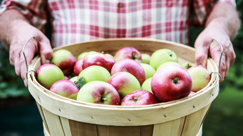 bushel basket of fresh apples