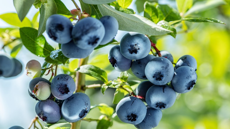Blueberries on shrub