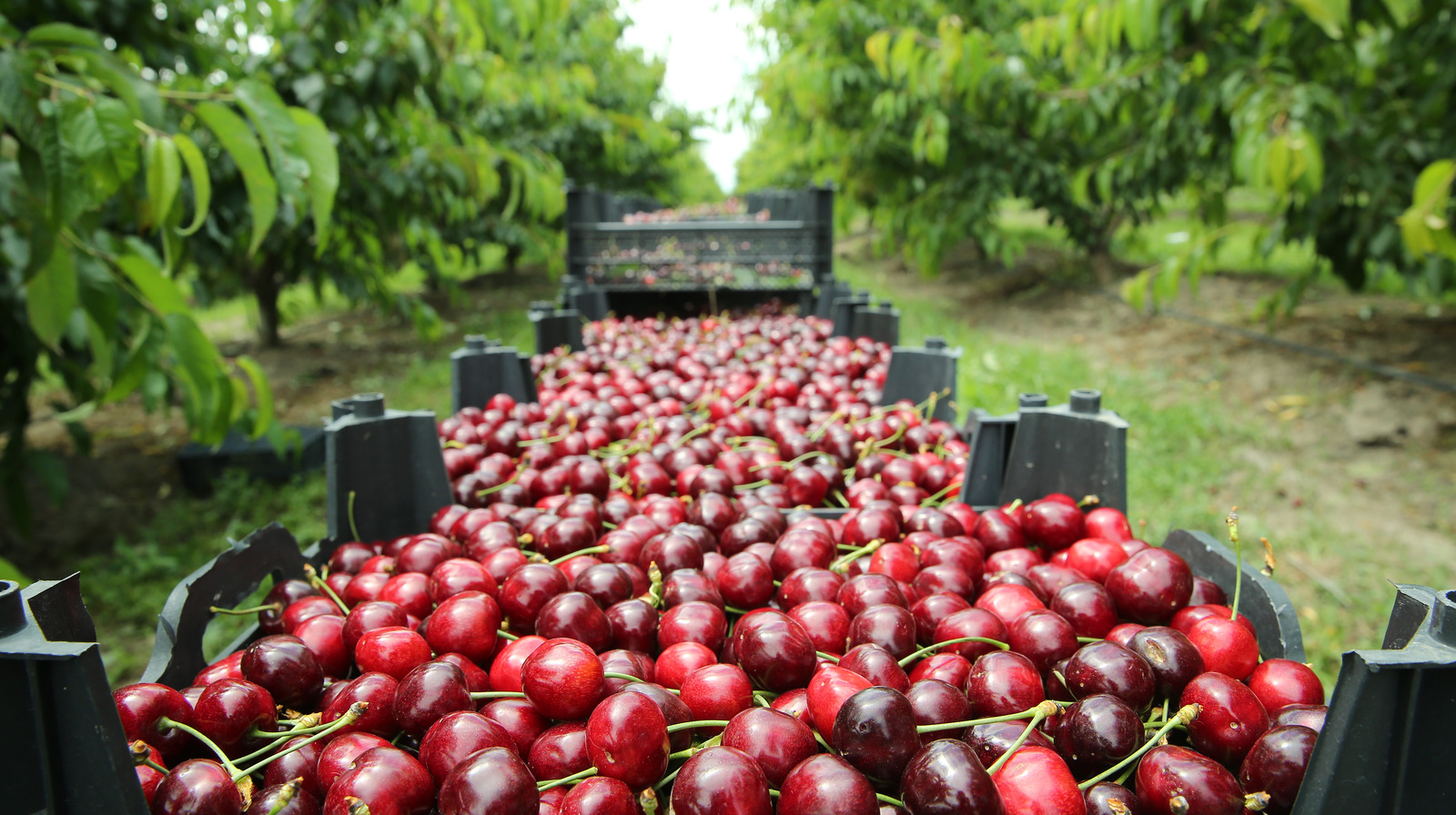 Which US State Produces The Most Cherries?