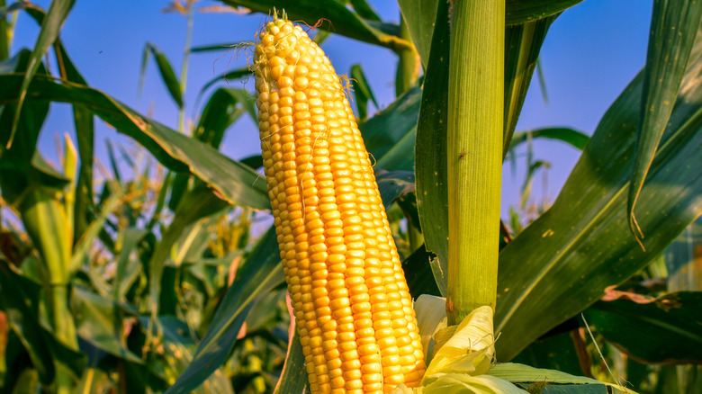 An ear of corn in a cornfield