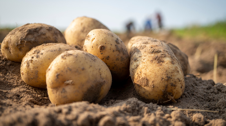 Harvested potatoes in a field